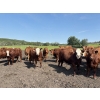 Image 5 : Terry Hines Livestock - 40 RBF May Calving Bred Heifers (Marwayne, AB)