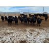 Image 6 : Little Big Ranch - 700# March Weaned Steers - 130 Head (Medicine Hat, AB)