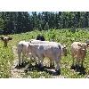 Image 6 : Joe & Elaine Ward - 680# Heifer Calves - 33 Head (Kamloops, BC)