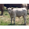 Image 3 : MacMillan Farming Co. - 575# July Delivery Steer Calves - 210 Head (Cayley, AB) VBP+
