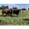 Image 4 : Broken Link Ranches - 1050# September Delivery Grass Steers - 155 Head (Ponoka, AB)