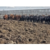 Image 2 : South Island Farms - 1000# September Delivery Steers - 46 Head (Bow Island, AB)