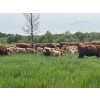 Image 7 : Franklin Cattle Co. - 650# November Delivery Steer Calves - 275 Head (Marwayne, AB)