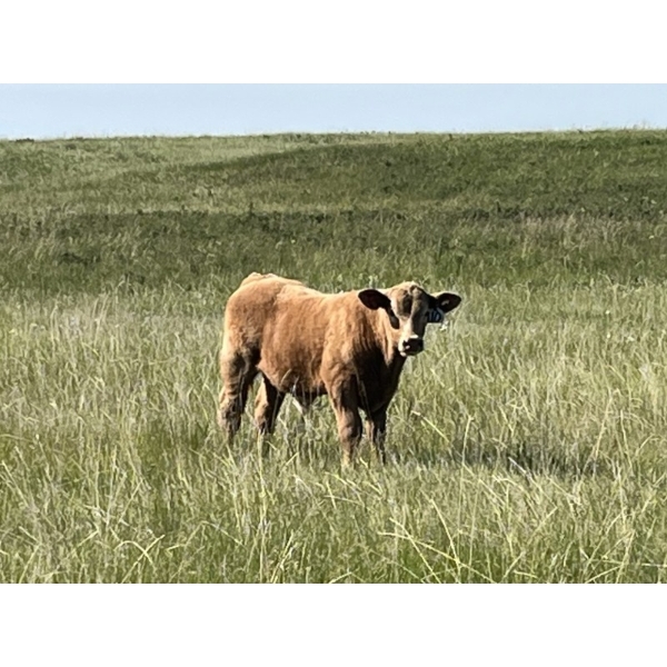 K Griffith Ranching - 615# November Delivery Steer Calves - 95 Head (Delia, AB)