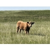Image 1 : K Griffith Ranching - 615# November Delivery Steer Calves - 95 Head (Delia, AB)