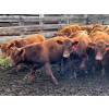 Image 2 : Bob & Donna, Nikita Leavitt - 600# October Delivery Steer Calves - 50 Head (Kamloops, BC) VBP+