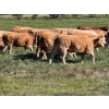 Image 3 : Bear Spring Ranch - 850# September Delivery Grass Heifers - 64 Head (Airdrie, AB)