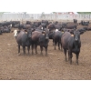 Image 2 : Little Rainbow Ranch - 925# September Yearling Heifers - 264 Head (Moosomin, SK)