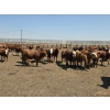 Image 3 : Ripple Rock Ranch - 750# June Delivery Heifers - 82 Head (Fincastle, AB)