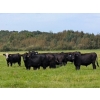 Image 3 : Chipping Hill Cattle Co. - 1025# October Delivery Grass Steers - 300 Head (Zhoda, MB)