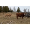 Image 9 : Mark & Cara Haywood-Farmer - 570# October Delivery Steer Calves - 100 Head (Kamloops, BC)