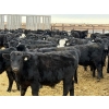 Image 2 : Leon Torkelson - 700# Dec/Jan Delivery Weaned Steers - 90 Head (Millicent, AB)