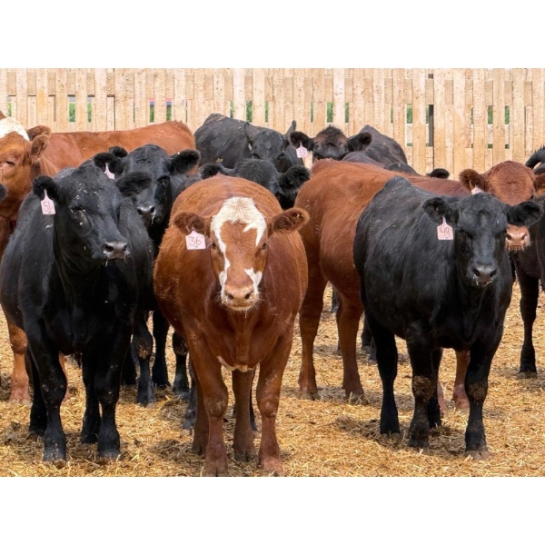 Jayda Payne & Justin Leeson - 800# August Delivery Heifers - 70 Head (Vauxhall, AB)