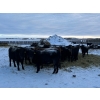 Image 2 : Vern Campbell - 900# December Delivery Yearling Steers- 50 Head (North Battleford, SK)
