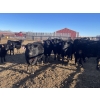 Image 2 : Hogg Family Farm - 790# January Delivery Steers - 75 Head (Huxley, AB)