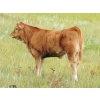 Image 3 : North Slope Farms - 565# November Delivery Heifer Calves - 100 Head (Czar, AB)