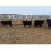 Image 10 : Peake Livestock Inc. - 750# April Delivery Heifers - 80 Head (Roblin, MB)