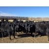 Image 4 : Downie Lake Colony - 860# March Delivery Heifers - 350 Head (Maple Creek, SK)
