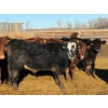 Image 6 : Sand Creek Enterprises - 900# January Delivery Steers - 55 Head (Rosemary, AB)