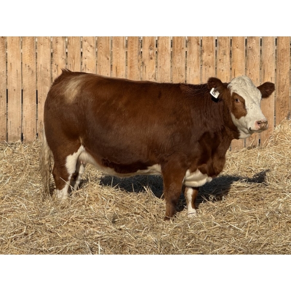 Marcinek Cattle Company - 4 RGG/RBF Simm/Angus X Bred Heifers (Condor, AB)