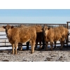 Image 3 : Rusty Ridge Cattle Co. Ltd. - 850# February Delivery Heifers - 64 Head (Bowden, AB)