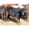 Image 10 : Little Rainbow Ranch - 775# March Delivery Steers - 156 Head (Moosomin, SK)