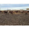 Image 7 : Ripple Rock Ranch - 790# March Delivery Weaned Heifers  - 278 Head (Fincastle, AB)
