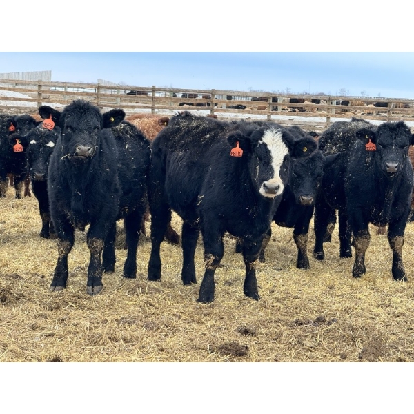 Luke & Jen Smith - 1050# June Delivery Steers - 165 Head (Rhein, SK)
