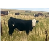 Image 3 : Blaine & Sue Hudec - 615# November Delivery Steer Calves - 80 Head (Jenner, AB)