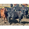Image 2 : East Hilltop Holdings - 650# April Delivery Heifers - 90 Head (Carstairs, AB)