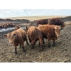Image 4 : Matt Tees - 850# May Delivery Steers - 65 Head (Lousana, AB)