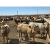 Image 2 : Driland Feeders - 910# June Delivery Heifers - 270 Head (Burdett, AB)