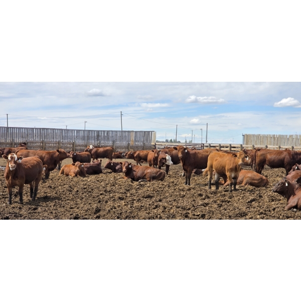Ripple Rock Ranch - 765# June Delivery Heifers - 100 Head (Fincastle, AB)