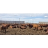 Image 1 : Ripple Rock Ranch - 765# June Delivery Heifers - 100 Head (Fincastle, AB)
