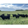 Image 6 : DJC Ranch - 1100# October Delivery Grass Steers - 900 Head (Meadow Lake, SK)