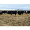 Image 3 : Ripple Rock Ranch - 790# March Delivery Weaned Heifers  -104 Head (Fincastle, AB)