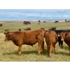 Image 10 : Wilson Grande Coulee Ranch - 650# Sept/Oct Delivery Steer Calves - 52 Head (East Coulee, AB) VBP+