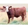 Image 3 : Percyview Farms - 620# November Delivery Steer Calves - 95 Head (Kisbey, SK)