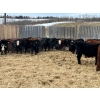 Image 2 : South View Ranch - 710# February Delivery Steers - 74 Head (Ceylon, SK)