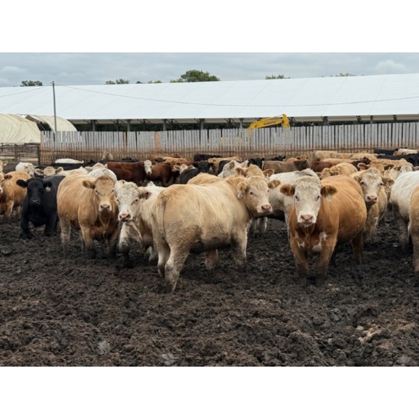Chipping Hill Cattle Co. - 950# September Delivery Steers - 64 Head (MacGregor, MB)