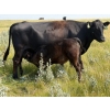 Image 10 : Vredegoor Ranch - 500# October Delivery Steer Calves - 195 Head (Handhills, AB)