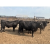 Image 5 : Birch Island Land & Cattle - 1125# July Delivery Steers - 54 Head (Rhein, SK)
