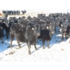 Image 10 : Raymore Farming Co. - 80 Black/Black X Replacement Heifers (Raymore, SK)