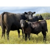 Image 2 : Running M Farms - 540# October Delivery Steer Calves - 41 Head (Airdrie, AB)