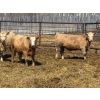 Image 12 : Winn Man Farms - 710# April Delivery Steers - 50 Head (Winnipegosis, MB)