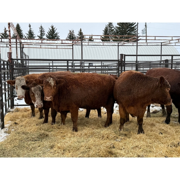 Spruce Ridge Farms - 7 Middle-Aged Cows (Pen 427)