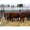Image 1 : Spruce Ridge Farms - 7 Middle-Aged Cows (Pen 427)