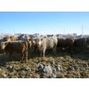 Image 9 : Williamson Farms - 767# February Delivery Heifers - 81 Head (Lomond, AB)