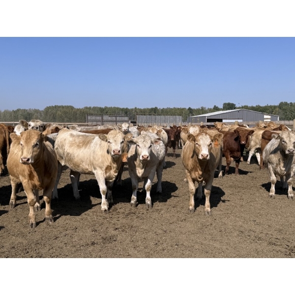 Jason Szymanek - 820# September Delivery Heifers - 75 Head (Stauffer, AB)