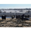 Image 2 : Riverview Farming Co. - 1025# March Delivery Steers - 60 Head (Saskatoon, SK)